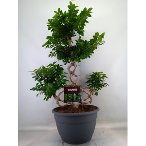 Ficus microcarpa 'Ginseng'
