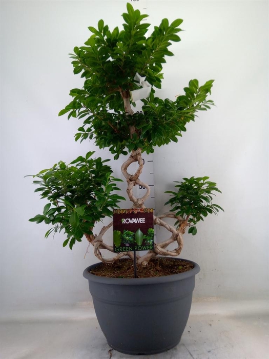 <h4>Ficus microcarpa 'Ginseng'</h4>