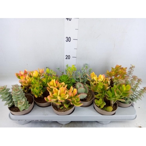 Crassula   ...mix