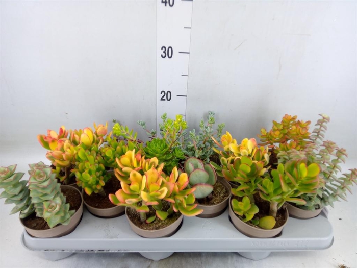 <h4>Crassula ...mix</h4>