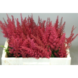 ASTIL AR PAUL GAARDE