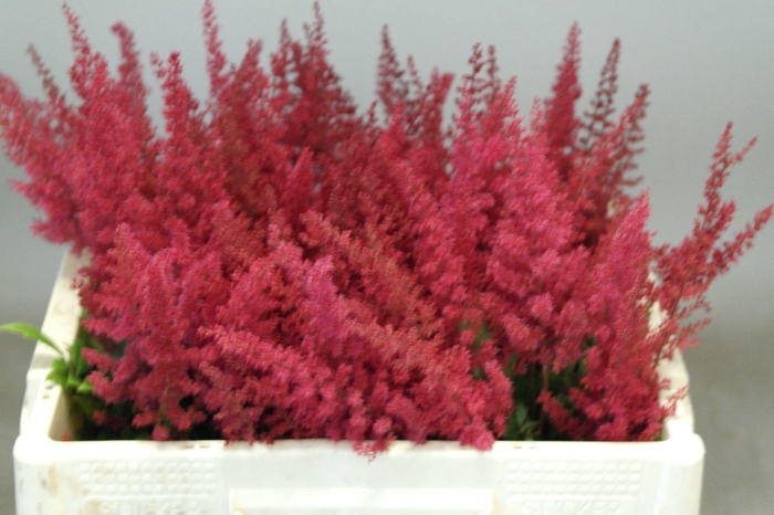 <h4>ASTIL AR PAUL GAARDE</h4>