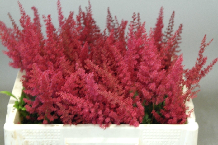 <h4>ASTIL AR PAUL GAARDE</h4>