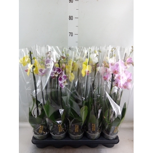 Phalaenopsis   ...mix  5