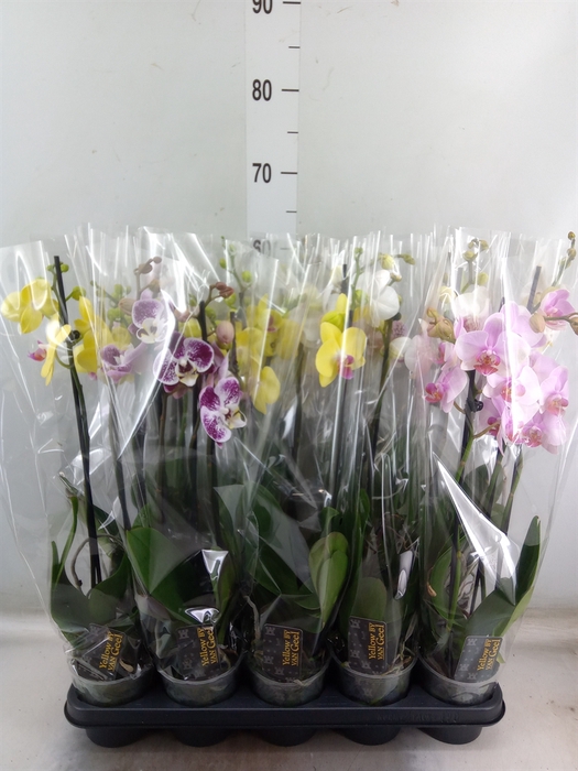 <h4>Phalaenopsis   ...mix  5</h4>