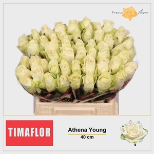 R GR ATHENA