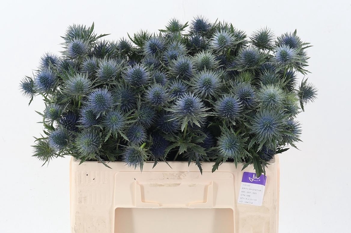 <h4>Eryn Magnetar Qstar</h4>