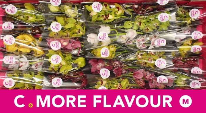 <h4>CYMB MI GEM</h4>