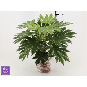 FATSIA VARIEGATA