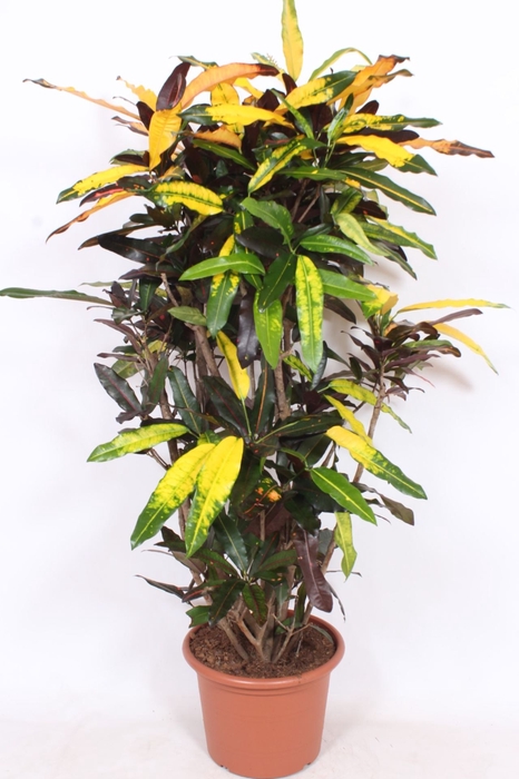 Codiaeum Codiaeum variegatum kleinb