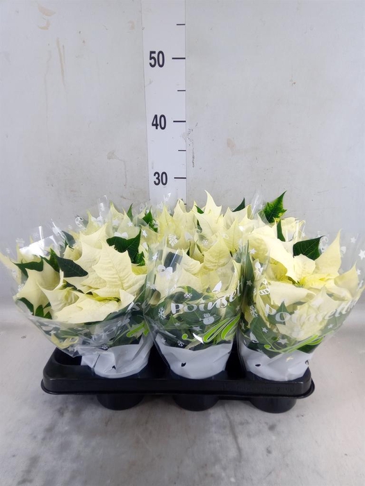 <h4>Euphorbia pulc. 'Alaska'</h4>