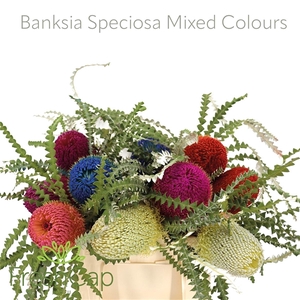 Banksia Spec Klb H%