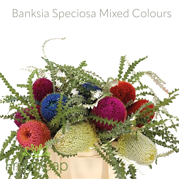 <h4>Banksia Spec Klb H%</h4>