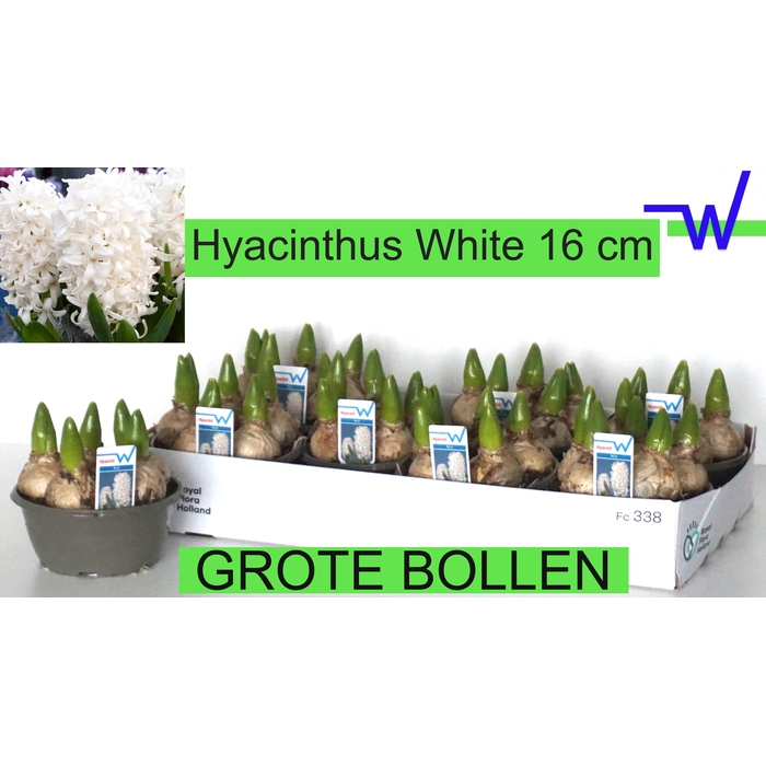 <h4>HYACIN WHITE PEARL</h4>