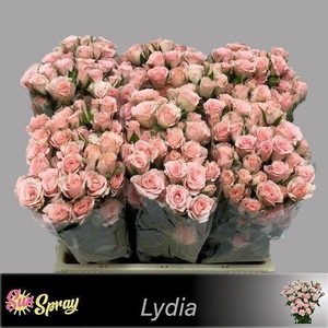 Rosa spray lydia