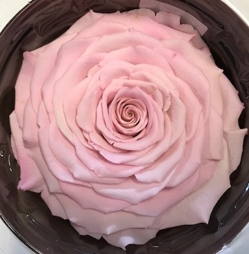 Rose stab. XXL Bic-07
