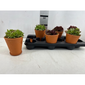 ARR TUINPLANTEN