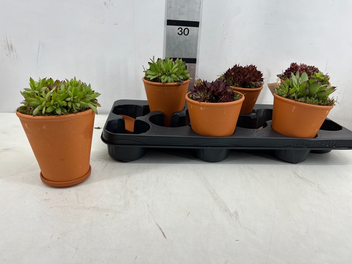<h4>ARR TUINPLANTEN</h4>