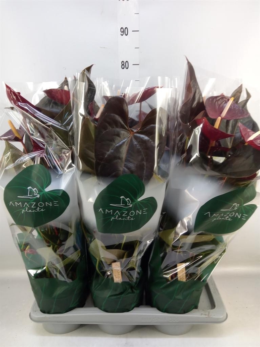 <h4>Anthurium andr. 'Delicata'</h4>