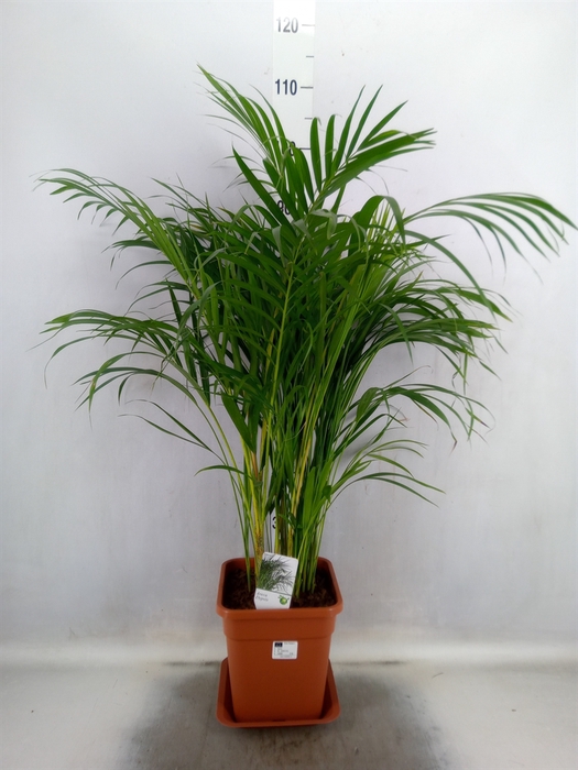 <h4>Dypsis lutescens   ...Chrysalidoca</h4>