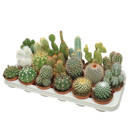 <h4>Cactus Gemengd</h4>