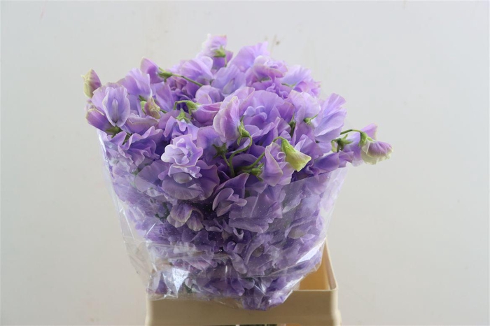 <h4>Lathyr Odor Xxl Light Purple</h4>