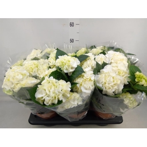 Hydrangea mac.   ...