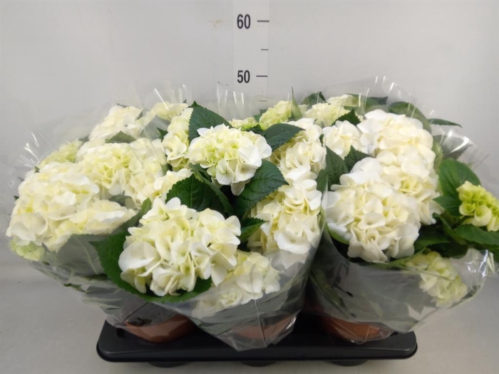 <h4>Hydrangea mac.   ...</h4>