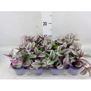 Tradescantia albif. 'Nanouk'