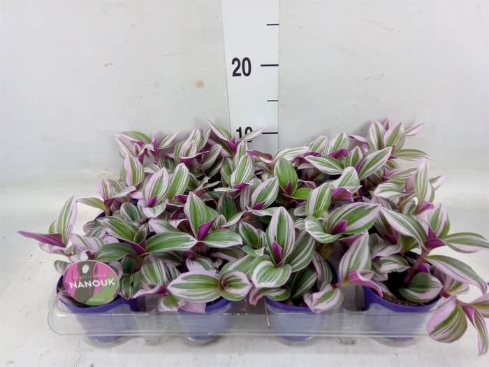 <h4>Tradescantia albif. 'Nanouk'</h4>