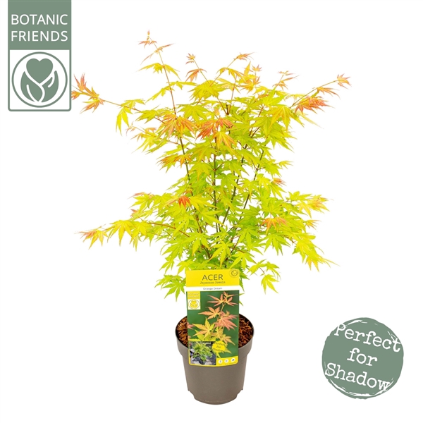 <h4>Acer palm. 'Orange Dream'</h4>