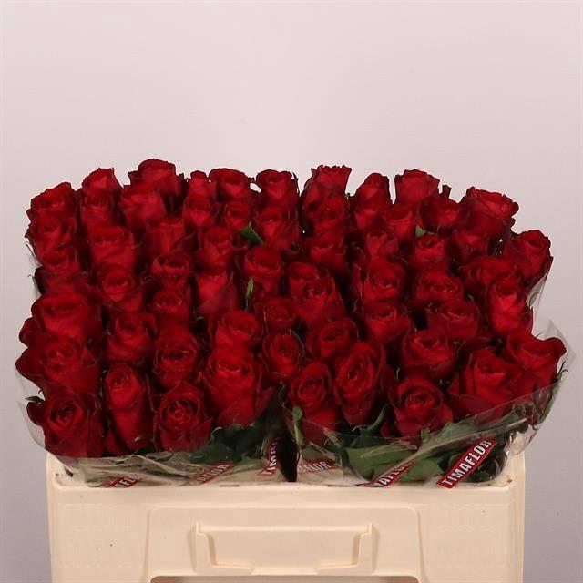 <h4>R GR MADAM RED</h4>