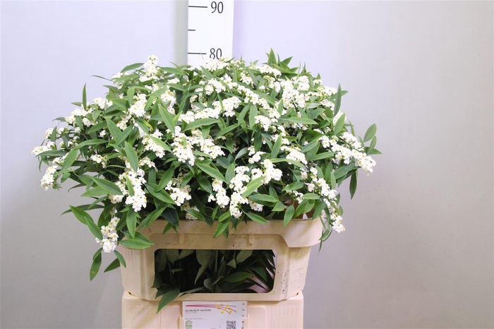 <h4>Euph F T Quicksilver</h4>