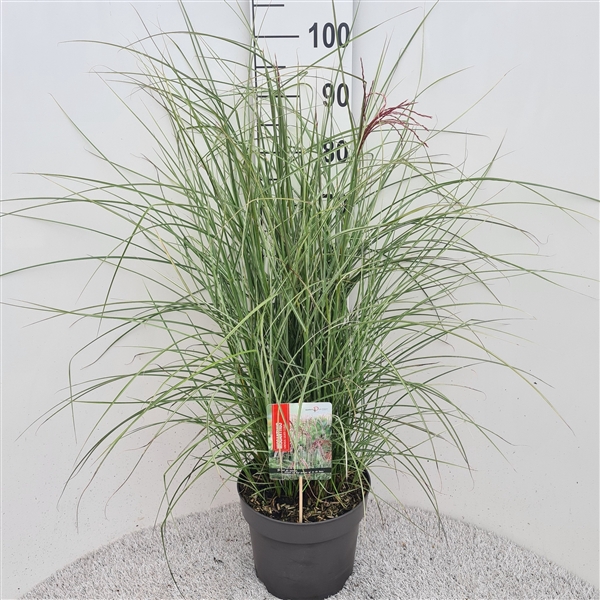 <h4>Miscanthus Sin. Silver Cloud P26</h4>