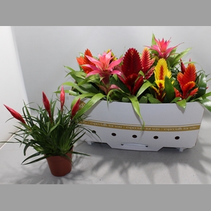 BROMELIA GEM 10 SRT