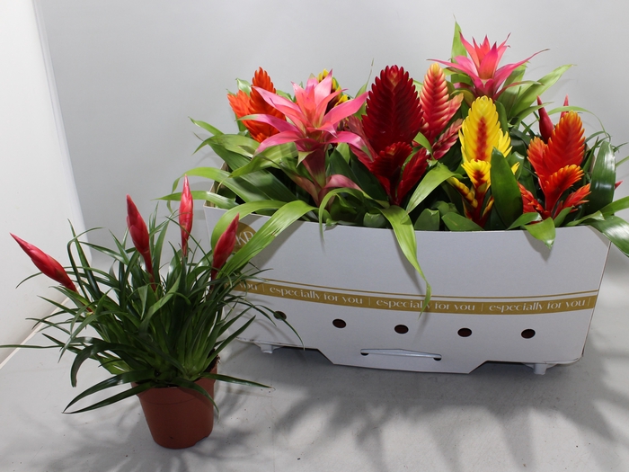 <h4>BROMELIA GEM 10 SRT</h4>