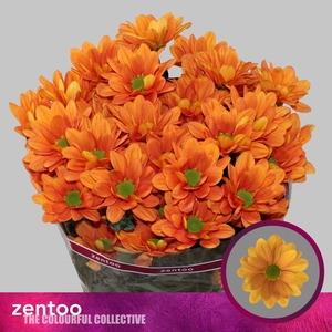 Chrysanthemum Indicum Grp tros Kaya