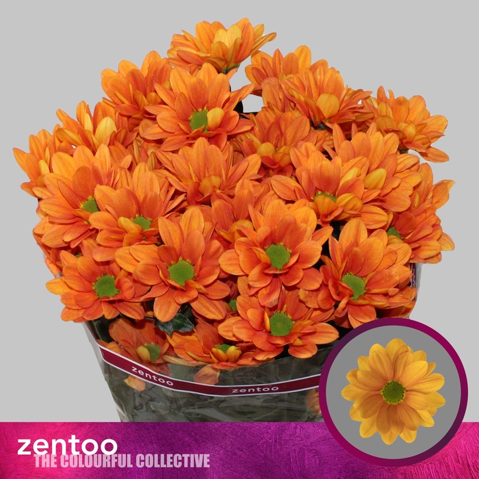 <h4>Chrysanthemum Indicum Grp tros Kaya</h4>