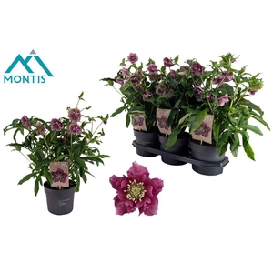 Helleborus