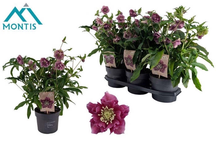 <h4>Helleborus</h4>