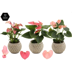 Anthurium 9 cm 4 color mix in Marrakesh ceramics