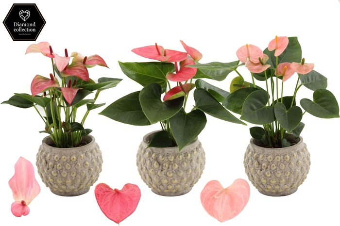 <h4>Anthurium 9 cm 4 color mix in Marrakesh ceramics</h4>
