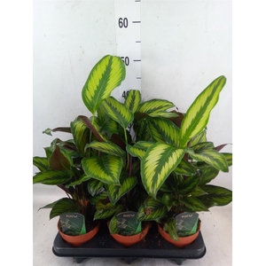 Calathea  'Beautystar'