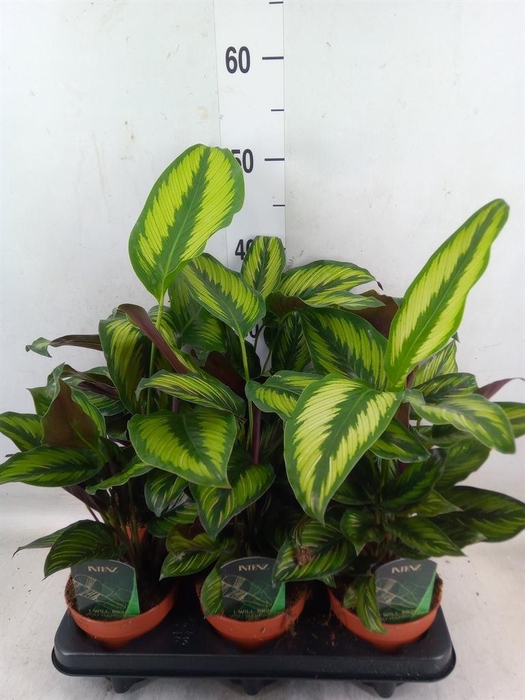 <h4>Calathea  'Beautystar'</h4>