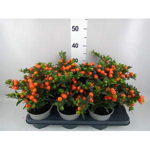 Solanum pseudocapsicum 'Bartoli'