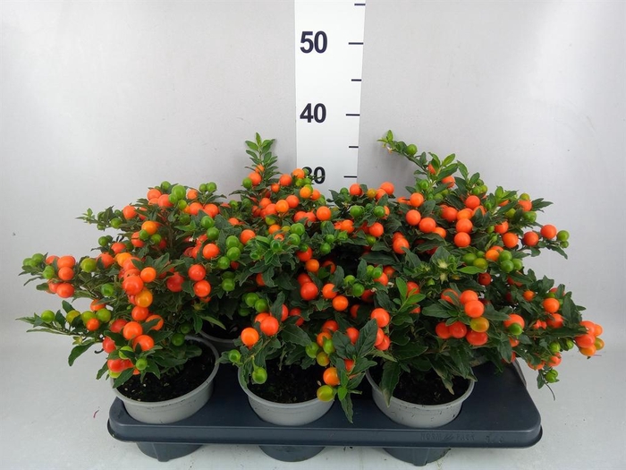 <h4>Solanum pseudocapsicum 'Bartoli'</h4>