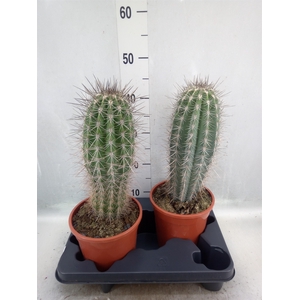 Pachycereus pringlei