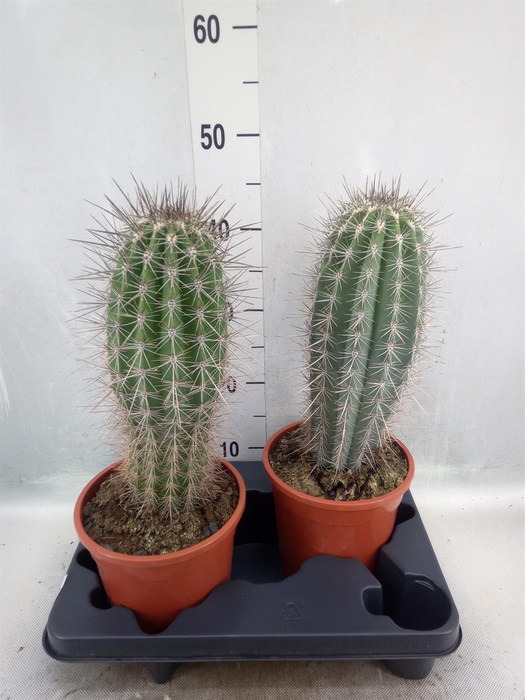 Pachycereus pringlei