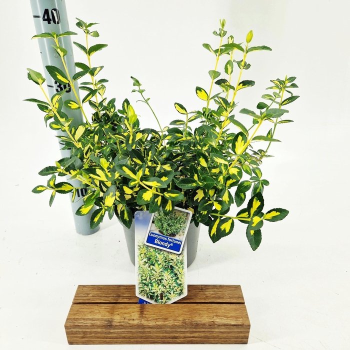 <h4>Euonymus fort. 'Blondy'®</h4>