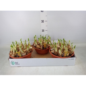 Narcissus cycl. 'Jetfire'